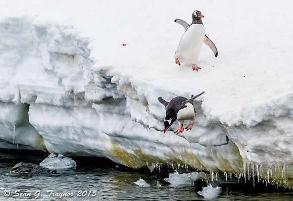 Gentoo Penguins