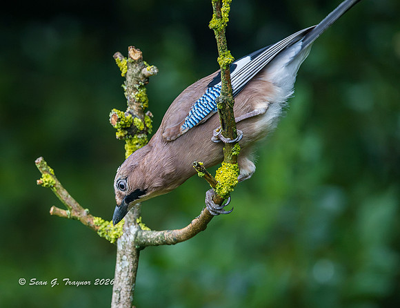 Eurasian Jay