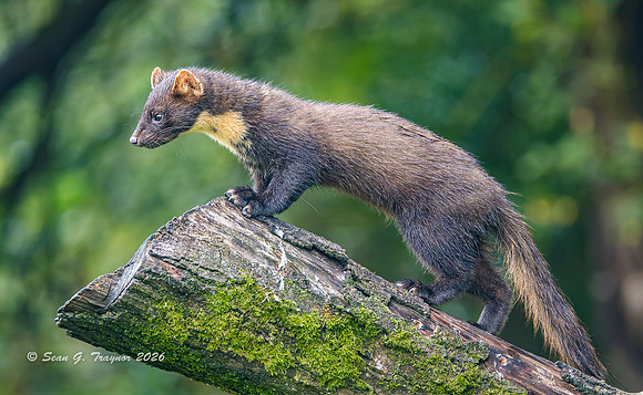Pine Marten