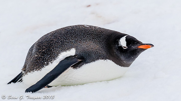 Gentoo Penguins
