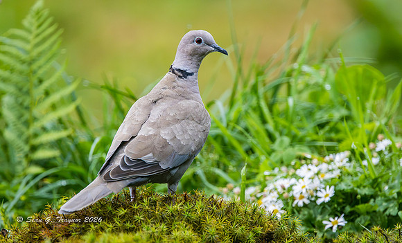Eurasian Collared Dove