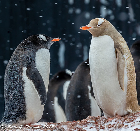 Albino Gentoo Penguin