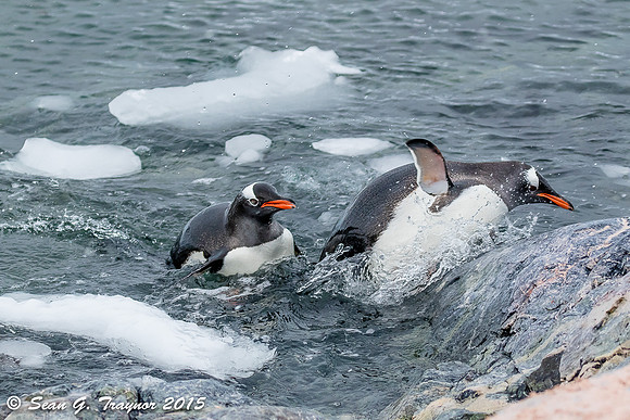 Gentoo Penguins