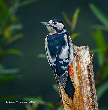 Spotted Woodpecker