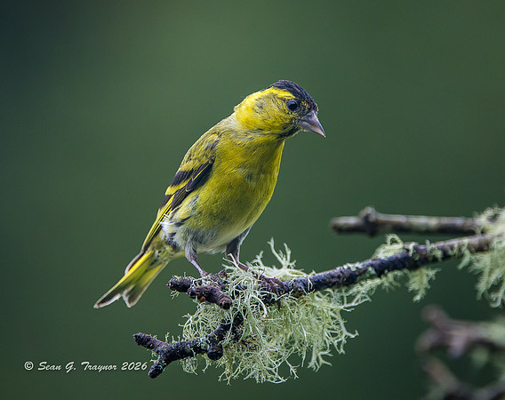 European Siskin