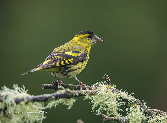 European Siskin