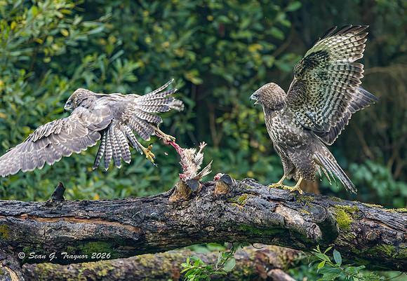 Common Buzzard