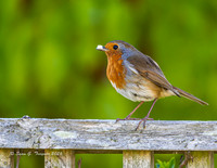 Robin