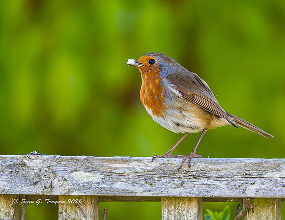 Robin