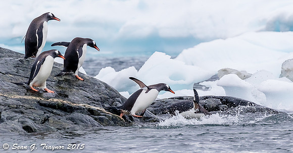 Gentoo Penguins