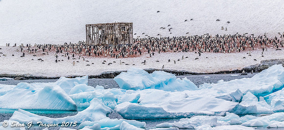 Gentoo Penguin Colony