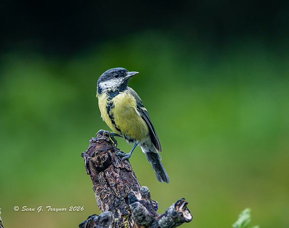 Great Tit