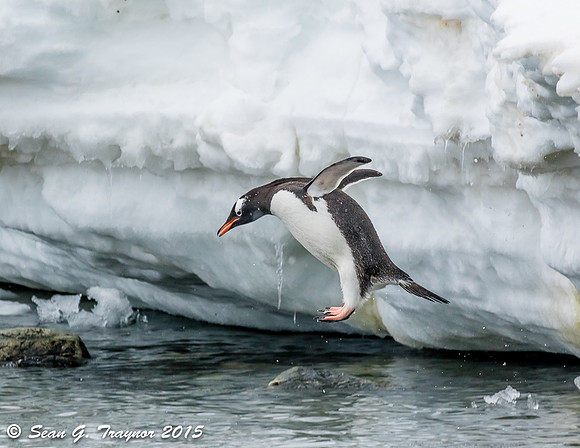 Gentoo Penguins