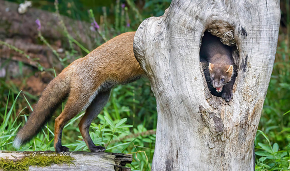 Fox