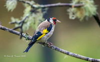 Goldfinch