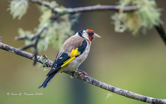 Goldfinch