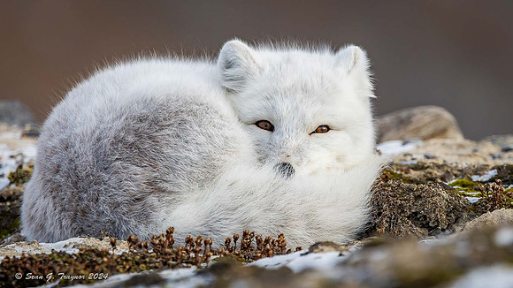 Arctic Fox