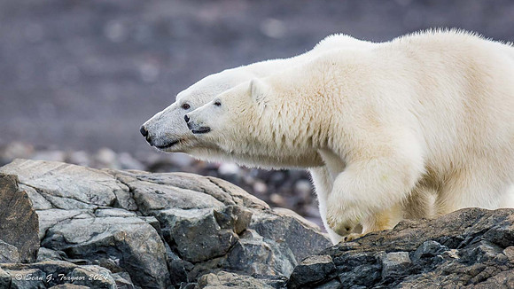 Polar Bears