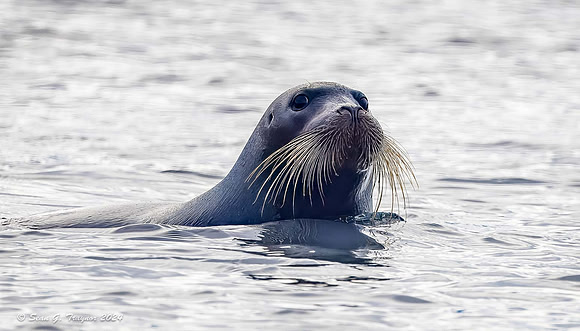 Bearded Seal