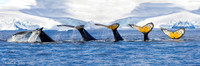 Humpback Whale Composite