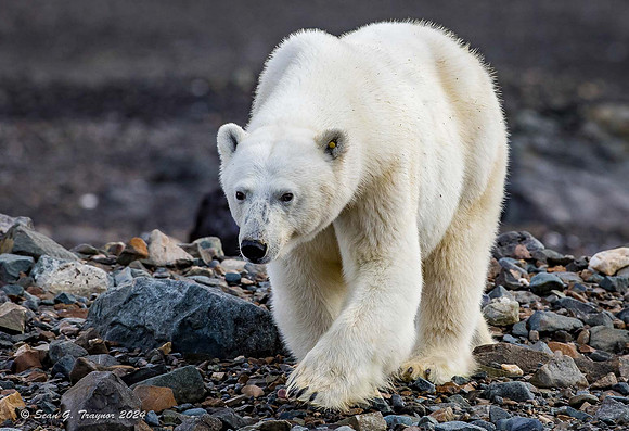 Polar Bear