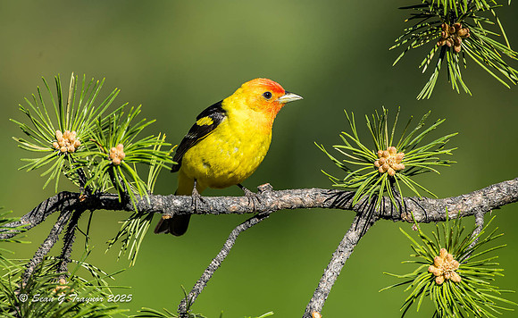 Western Tanager