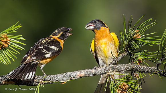 Black-headed Grosbeak,