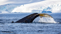 Humpback Whales
