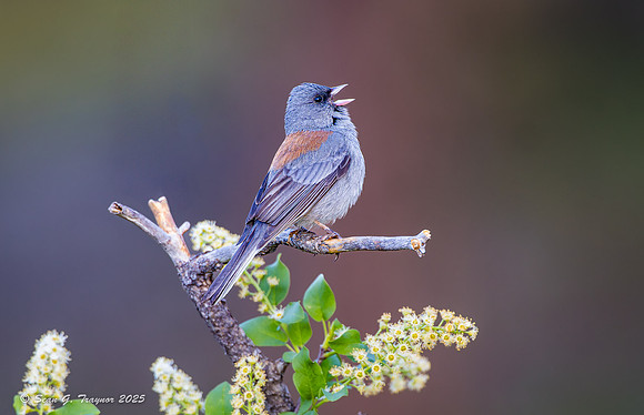 Dark-eyed Junco (Grey-headed)