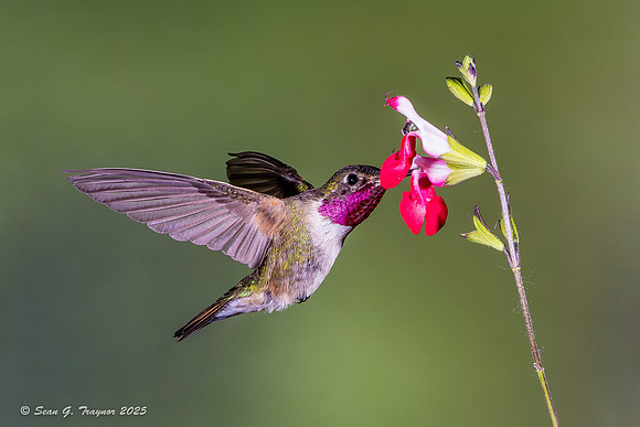Broad-tailed Hummingbird