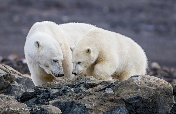 Polar Bears