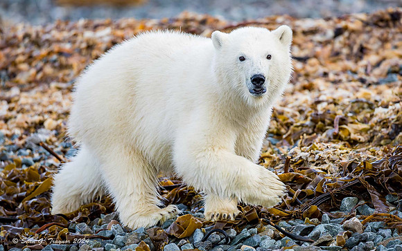 Polar Bear