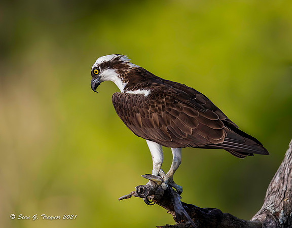 Osprey