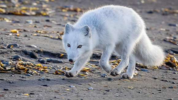 Arctic Fox