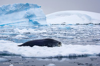Weddell Seal