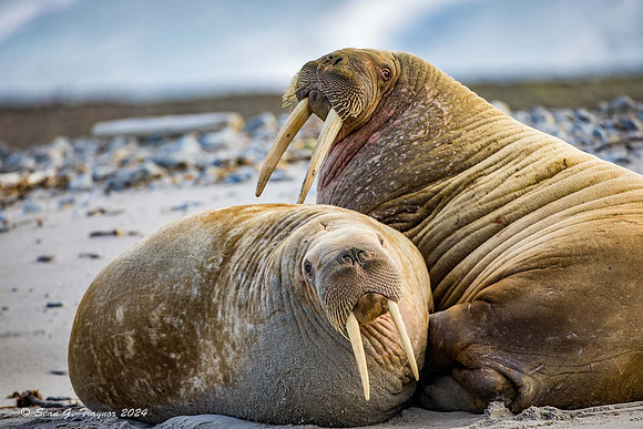 Walruses