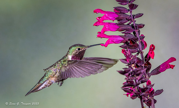 Broad-tailed Hummingbird