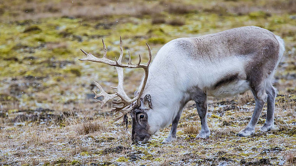 Reindeer