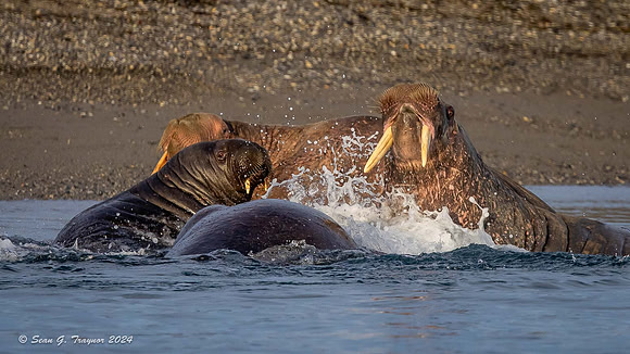 Walruses