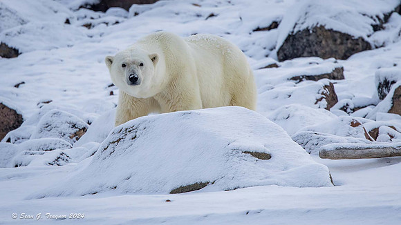 Polar Bear