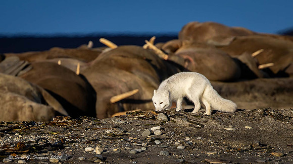 Arctic Fox & Walruses