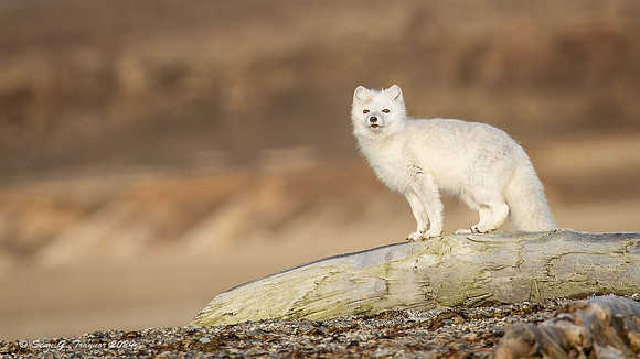 Arctic Fox