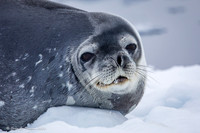 Weddell Seal