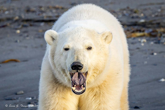 Polar Bear
