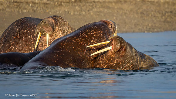 Walruses