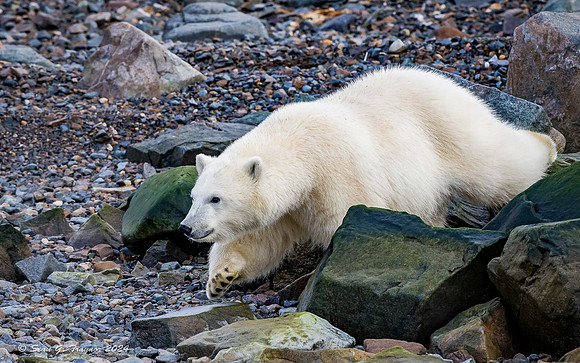 Polar Bear