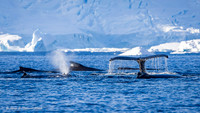 Humpback Whales