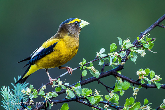 Evening Grosbeaks