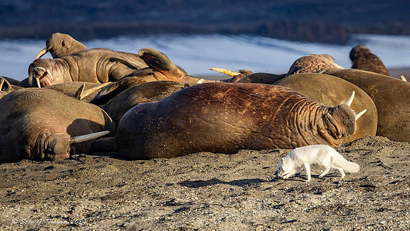 Arctic Fox & Walruses