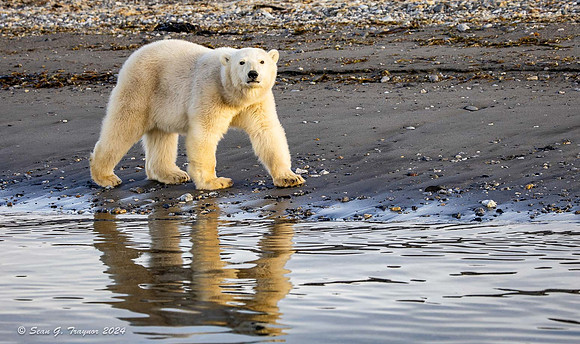 Polar Bear